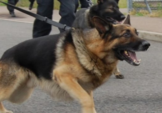 k9